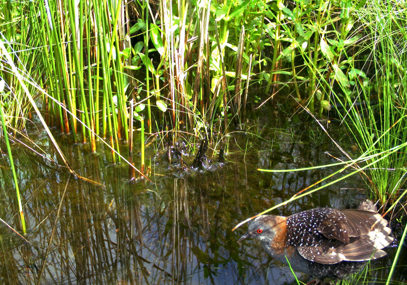 Eastern black rails live on a thin edge of habitat, including this marsh in South Carolina